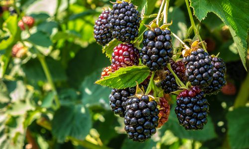 Blackberries and sloes